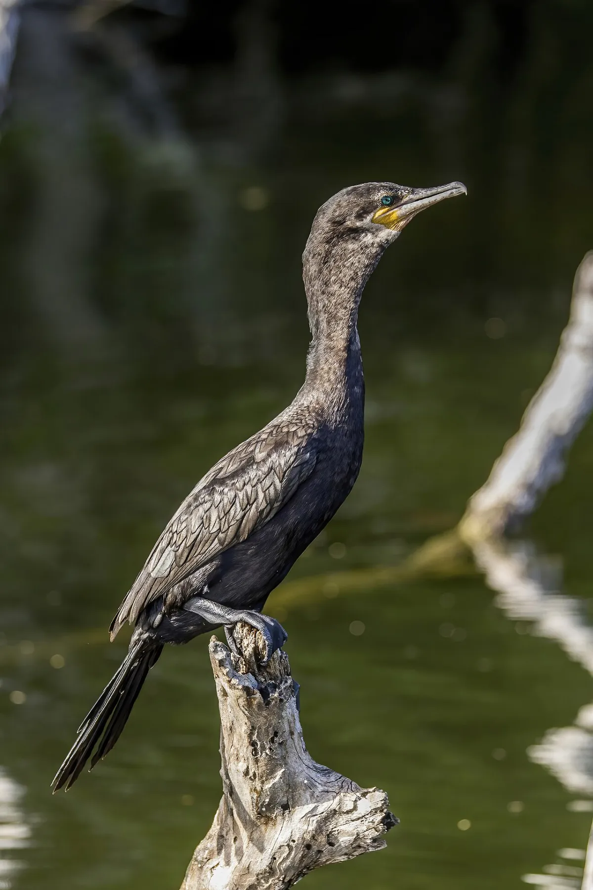 Aves acuáticas de los embalses de Córdoba: garzas, biguá, macás y patos