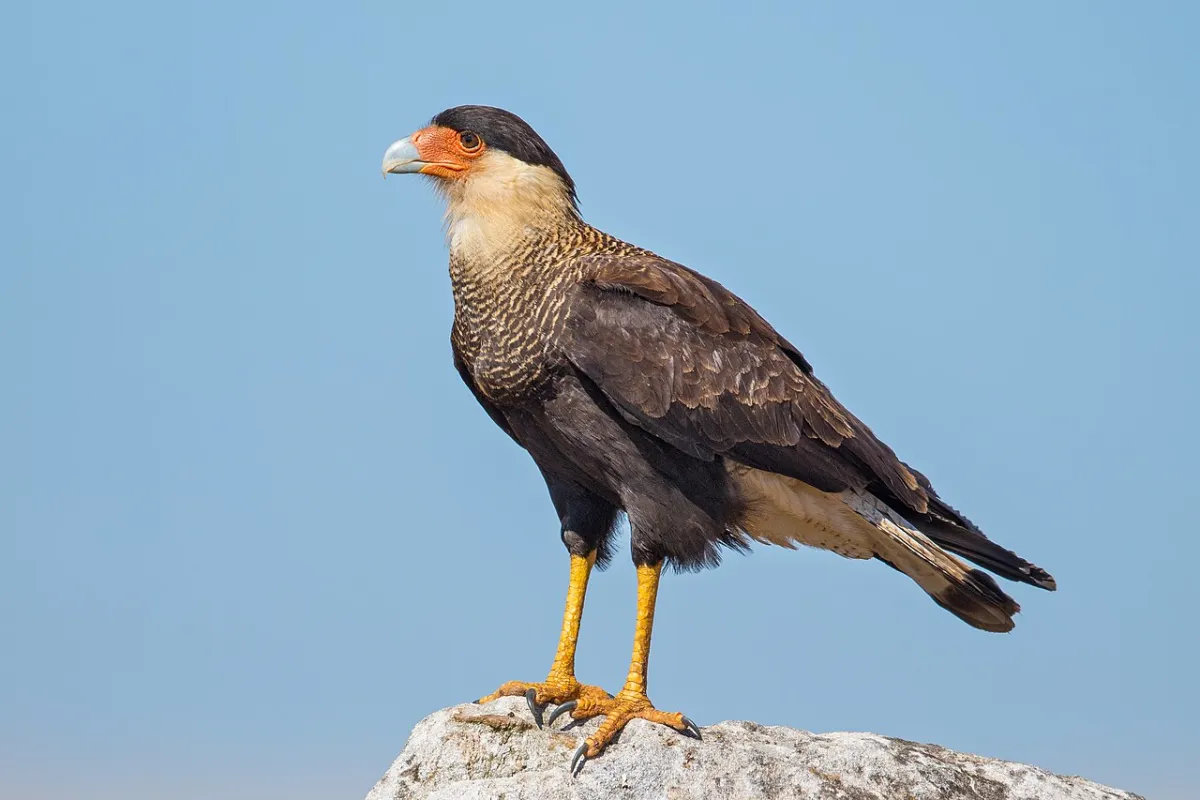 Rapaces de Córdoba: carancho, chimango, jotes y el drama de los aguiluchos