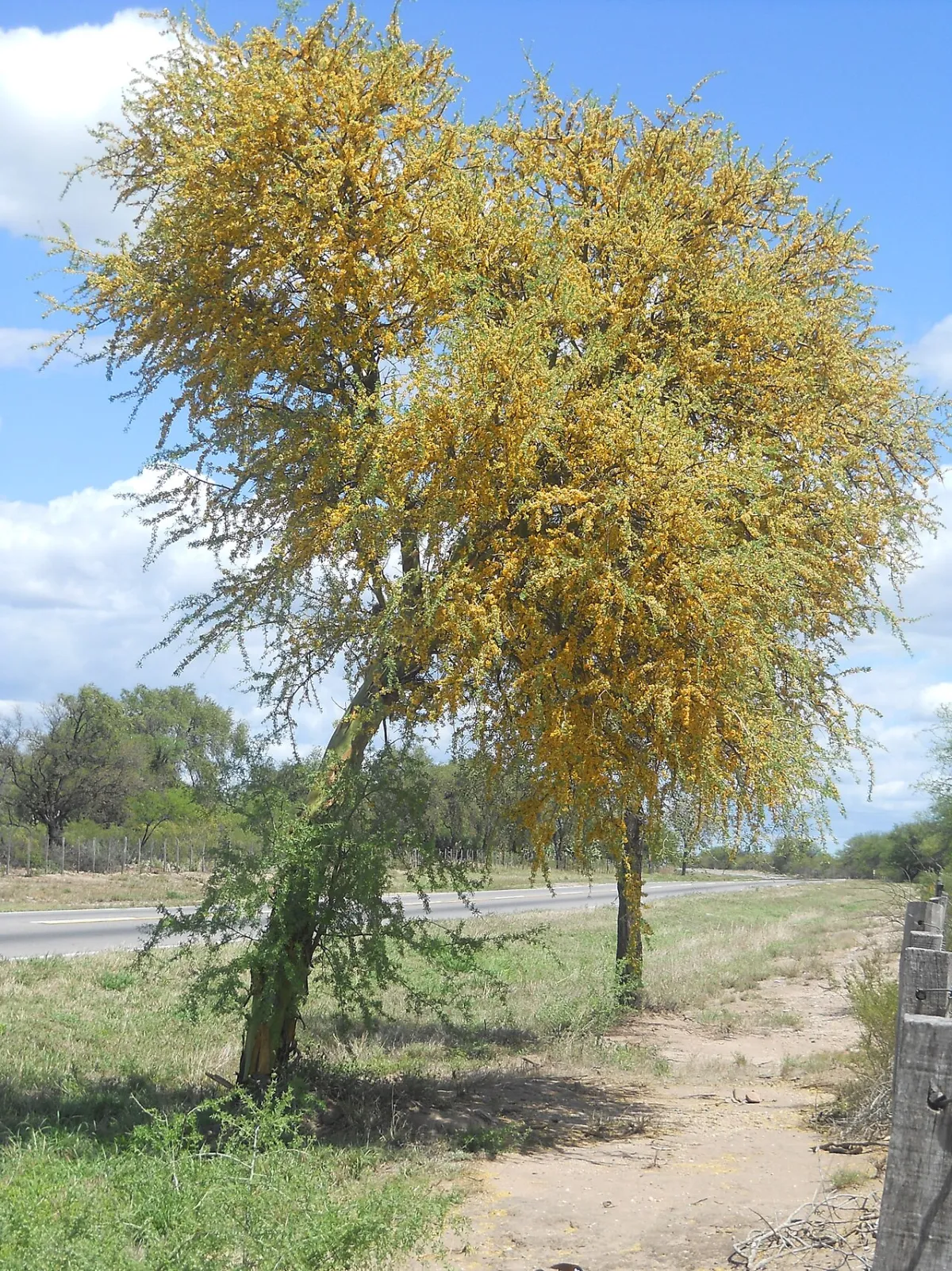 Chañar: el árbol del árido cordobés y sus diques del oeste