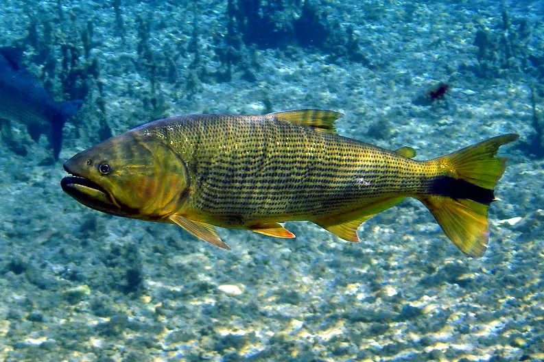 Dorado: el "tigre del río" y su difícil regreso a Córdoba