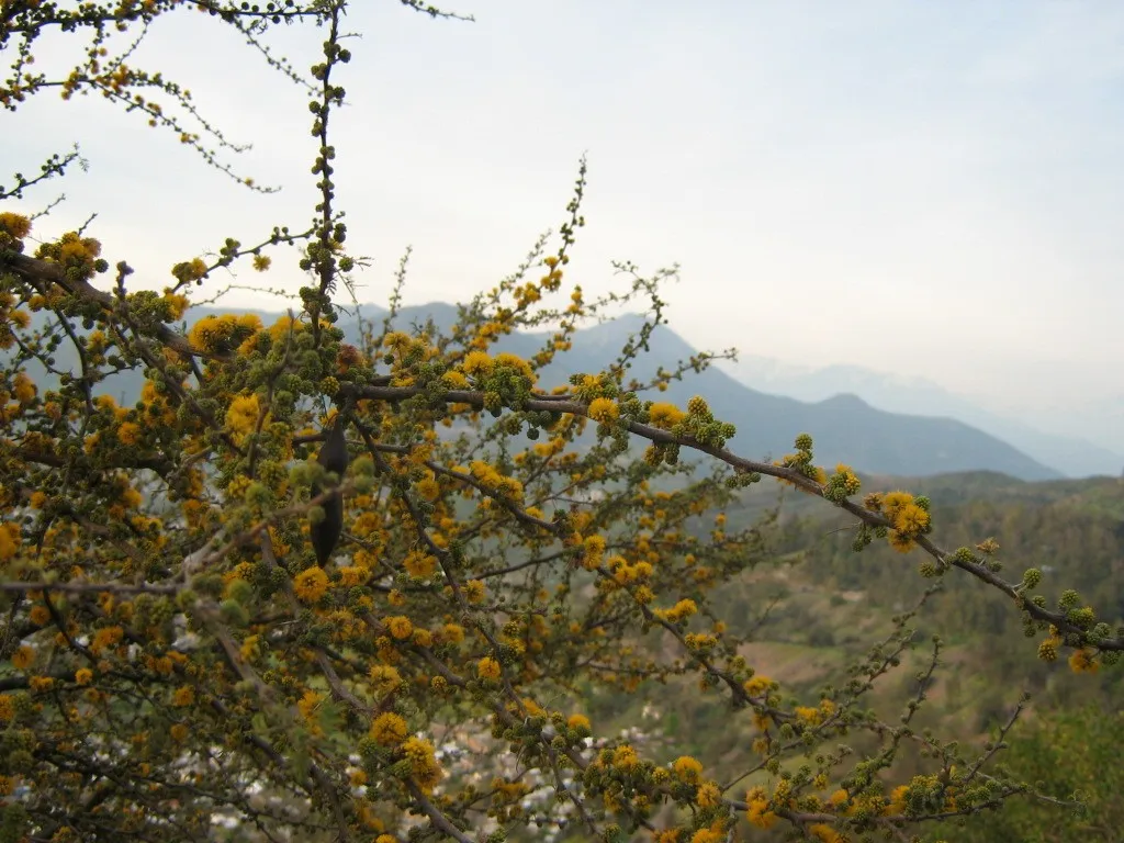 Espinillo (aromito): el árbol que tiñe de amarillo las sierras