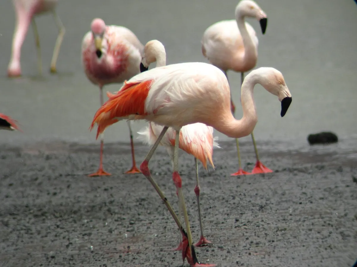 Flamencos de Mar Chiquita: las tres especies del Parque Nacional Ansenuza