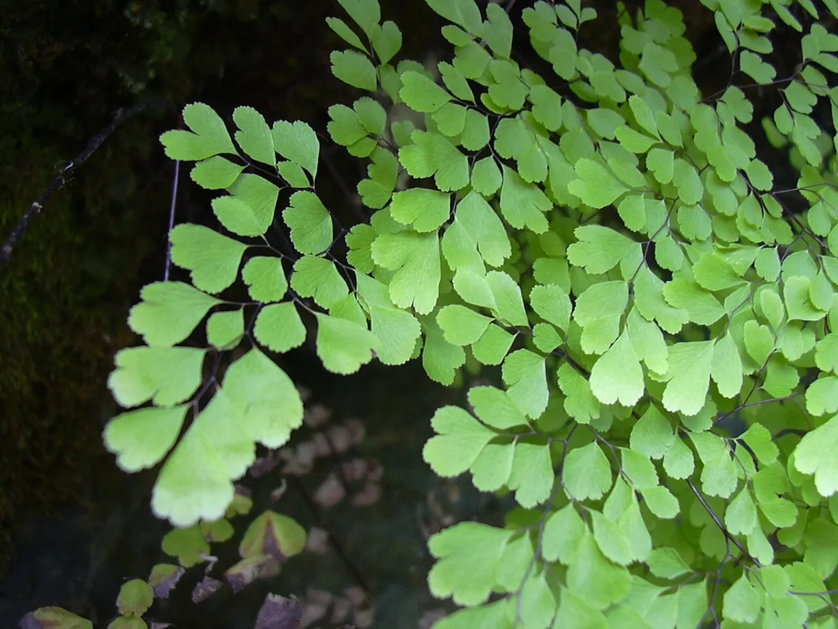 Helechos de las sierras de Córdoba: el culantrillo y la planta que resucita
