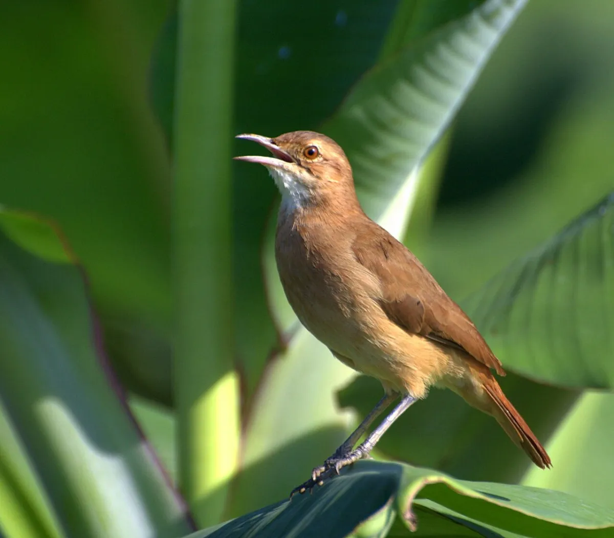 Hornero: el ave nacional que amasa su casa en las orillas de los diques