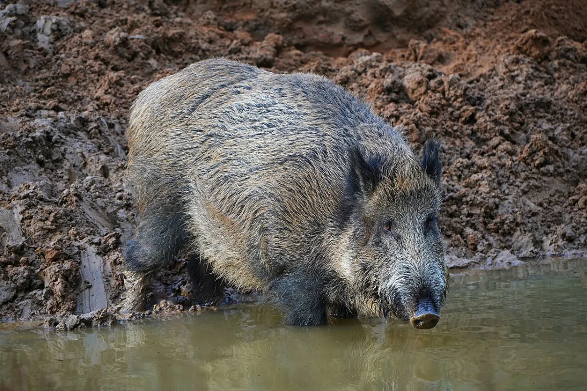 Jabalí europeo: la plaga invasora que hoza las costas de los diques