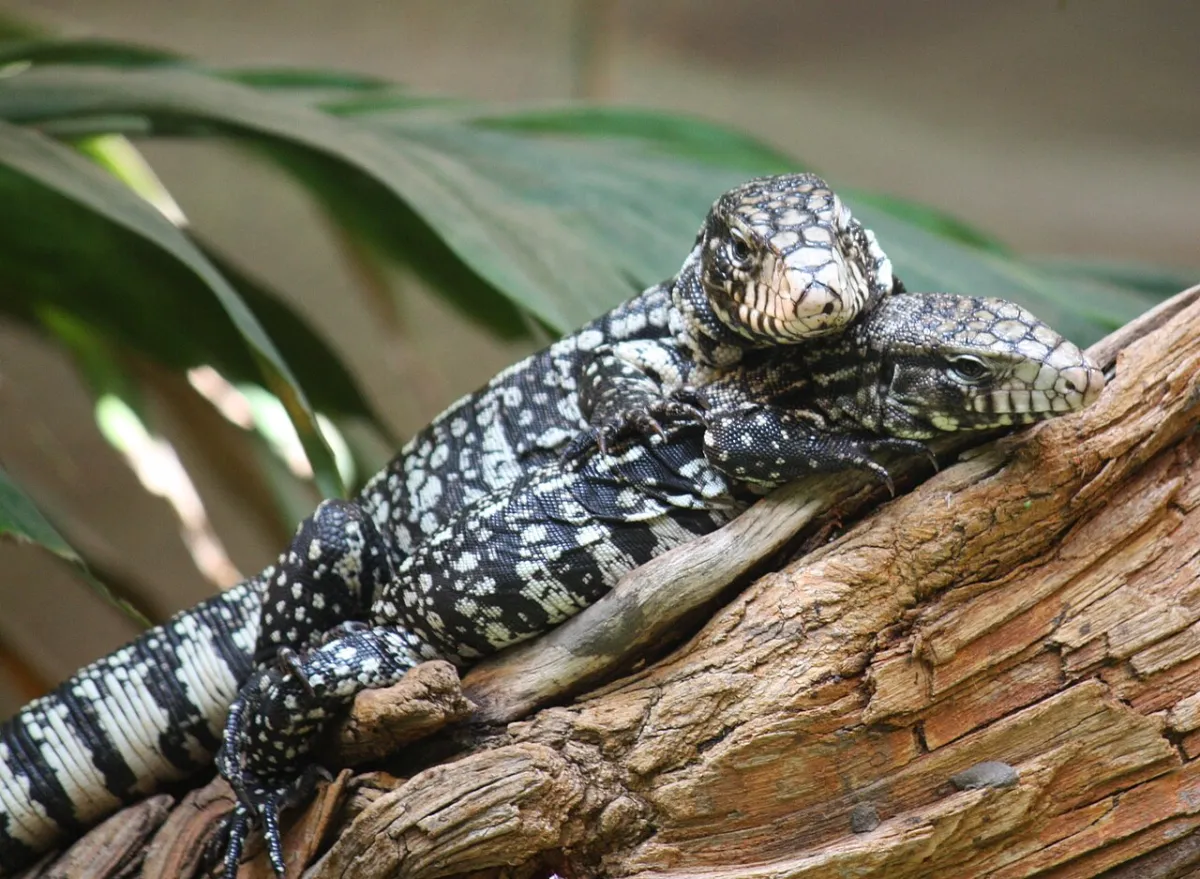 Lagarto overo: el reptil más grande de Argentina, en las costas de los diques