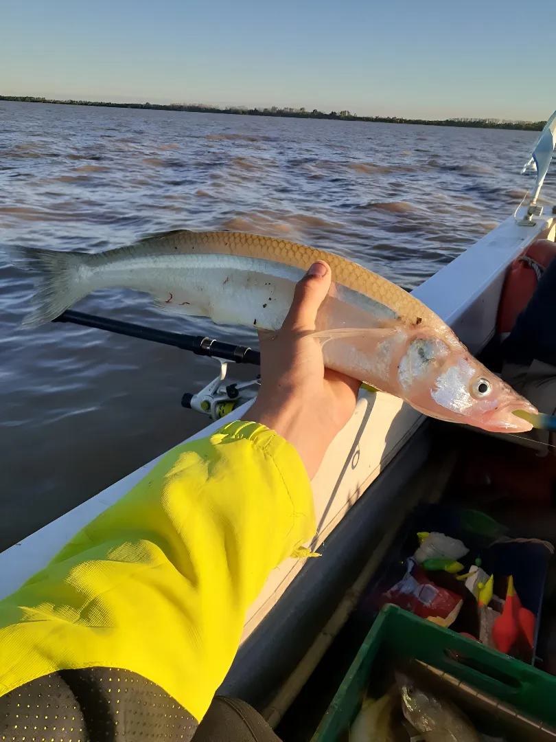 Pesca furtiva en La Viña: decomisan 255 pejerreyes por exceder el cupo