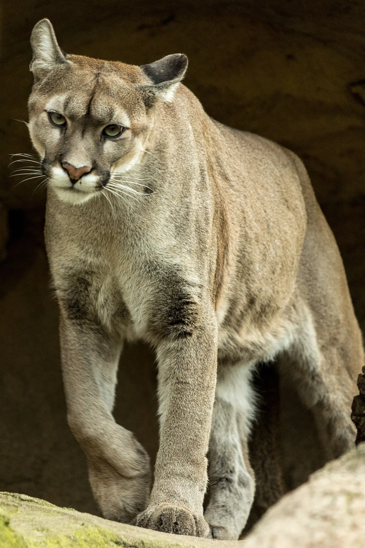 Puma: el gran felino y depredador tope de las sierras de Córdoba