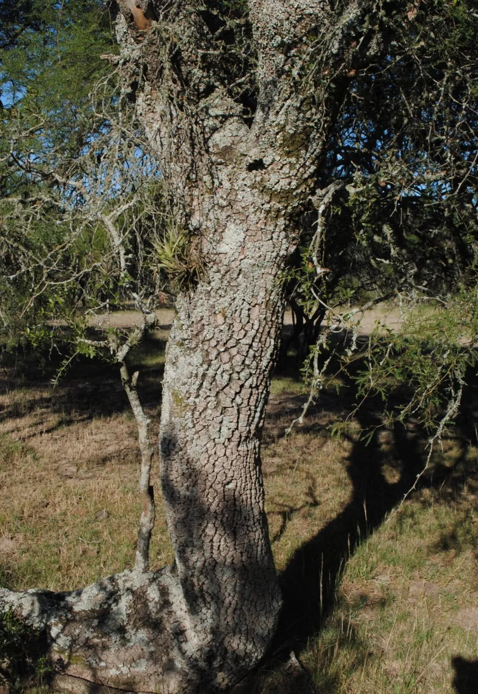 Quebracho blanco: el árbol de hierro del Chaco árido cordobés