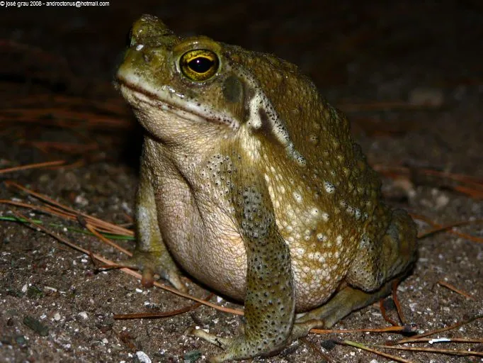 Sapos y ranas de las sierras de Córdoba: el termómetro del agua