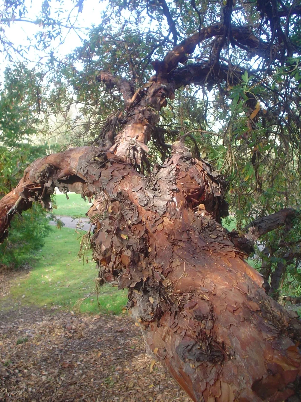 Tabaquillo: el árbol del agua de las cumbres de Córdoba