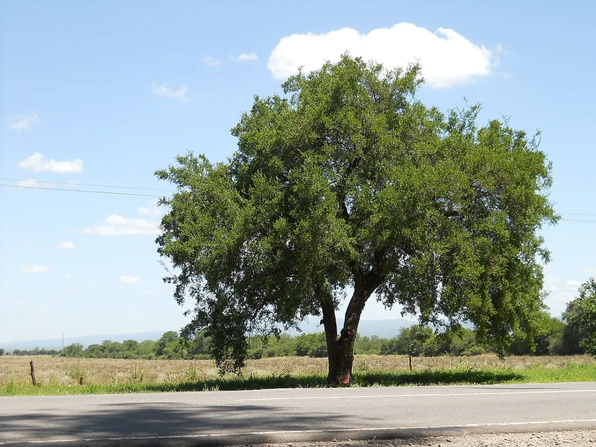 Tala y coco: los dos árboles que arman el bosque serrano de Córdoba