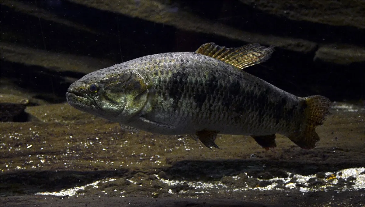Tararira: el depredador de emboscada de los lagos cordobeses