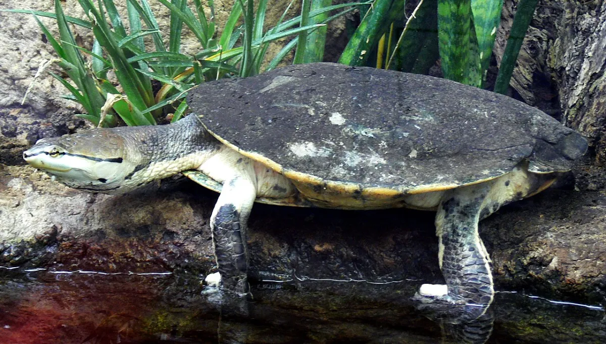 Tortugas de agua de Córdoba: las nativas de los diques y la intrusa de orejas rojas