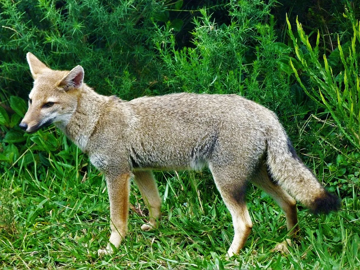 Zorro gris pampeano: el jardinero silvestre de las sierras de Córdoba